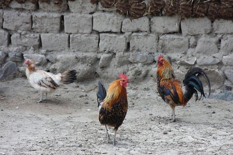 145 Chickens in the yard.jpg